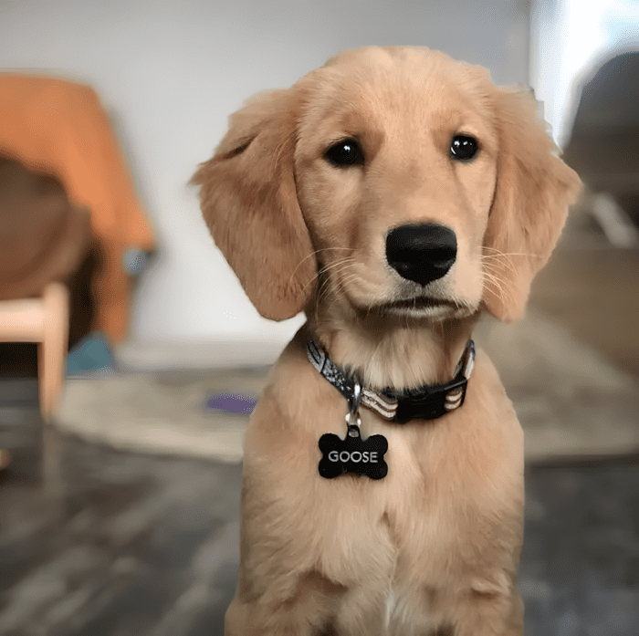 cuki kutyak aki ellopja a szivunket18.jpg