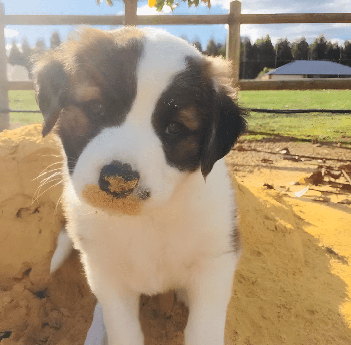 cuki kutyak aki ellopja a szivunket19.jpg