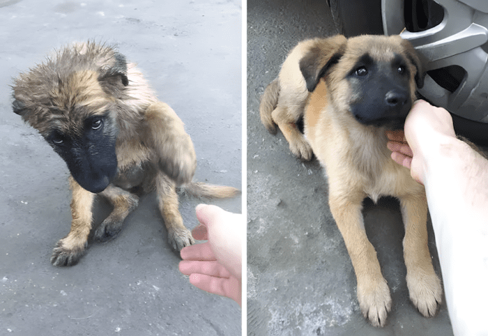 cuki kutyak aki ellopja a szivunket20.jpg