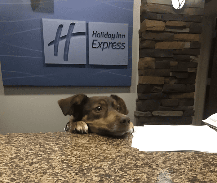 cuki kutyak aki ellopja a szivunket3.jpg