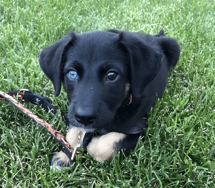 cuki kutyak aki ellopja a szivunket4.jpg