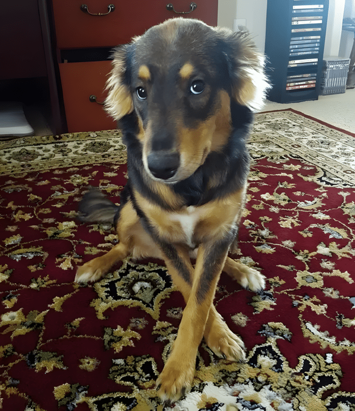 cuki kutyak aki ellopja a szivunket8.jpg