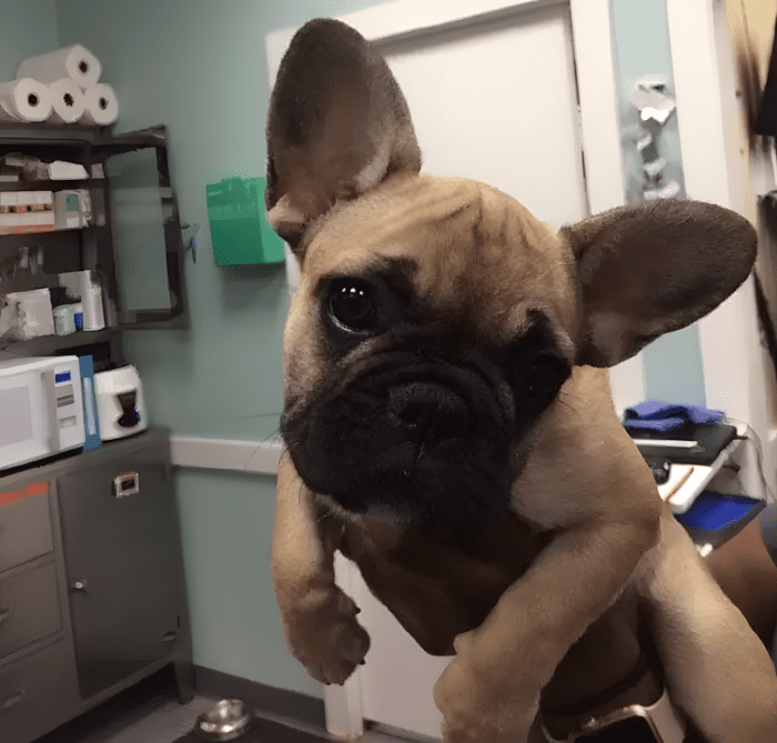 cuki kutyak aki ellopja a szivunket9.jpg