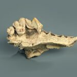 Egy apró csontdarab árulhatja el, hogyan kezdődött az ember és a kutya barátsága