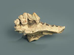 dog-maxilla-ht-jt-260325_1774451387906_hpmain_4x3