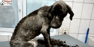 egy-csoda-a-kutyamentes-vilagaban-theia-tortenete-9745e0e7