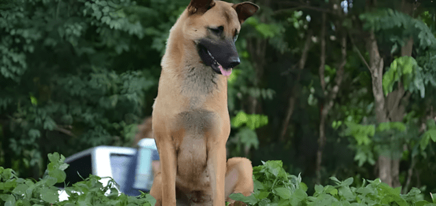 Az egész falu gyászba borult: halálra gázolták a kutyát, aki sosem adta fel 1180 egy evig varta gazdajat1.jpg