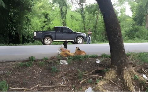 Az egész falu gyászba borult: halálra gázolták a kutyát, aki sosem adta fel 1179 egy evig varta gazdajat2.jpg