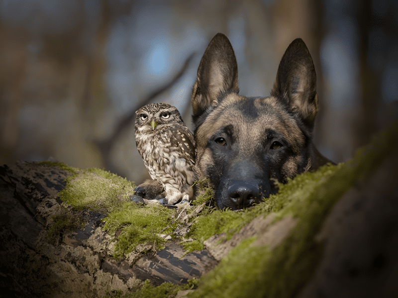 egy-nem-mindennapi-baratsag-tortenete-kepekben-01-800x599-1