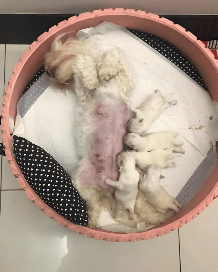 elszort gumiabroncsokbol csinal kobor allatoknak fekhelyet10.jpg