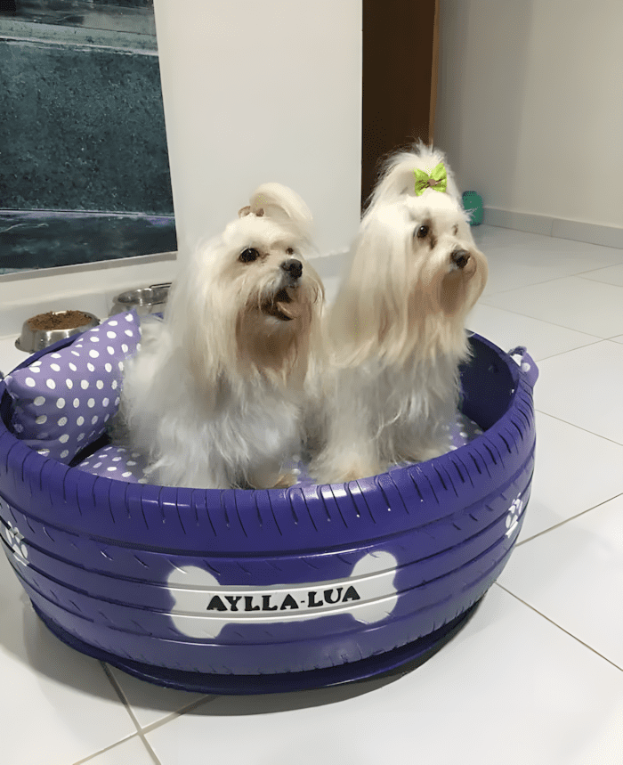 elszort gumiabroncsokbol csinal kobor allatoknak fekhelyet8.jpg