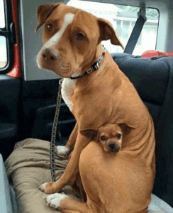 elvalaszthatatlan-baratok-pitbull-es-csivava-orokbefogadasa-egyutt-3dcb9aa1