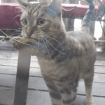 Nem hiszed el, mennyire aranyosak ezek az állatok