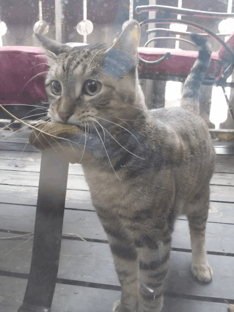 ezek-az-allatok-bearanyozzak-a-napod1.jpg-768x1024-1