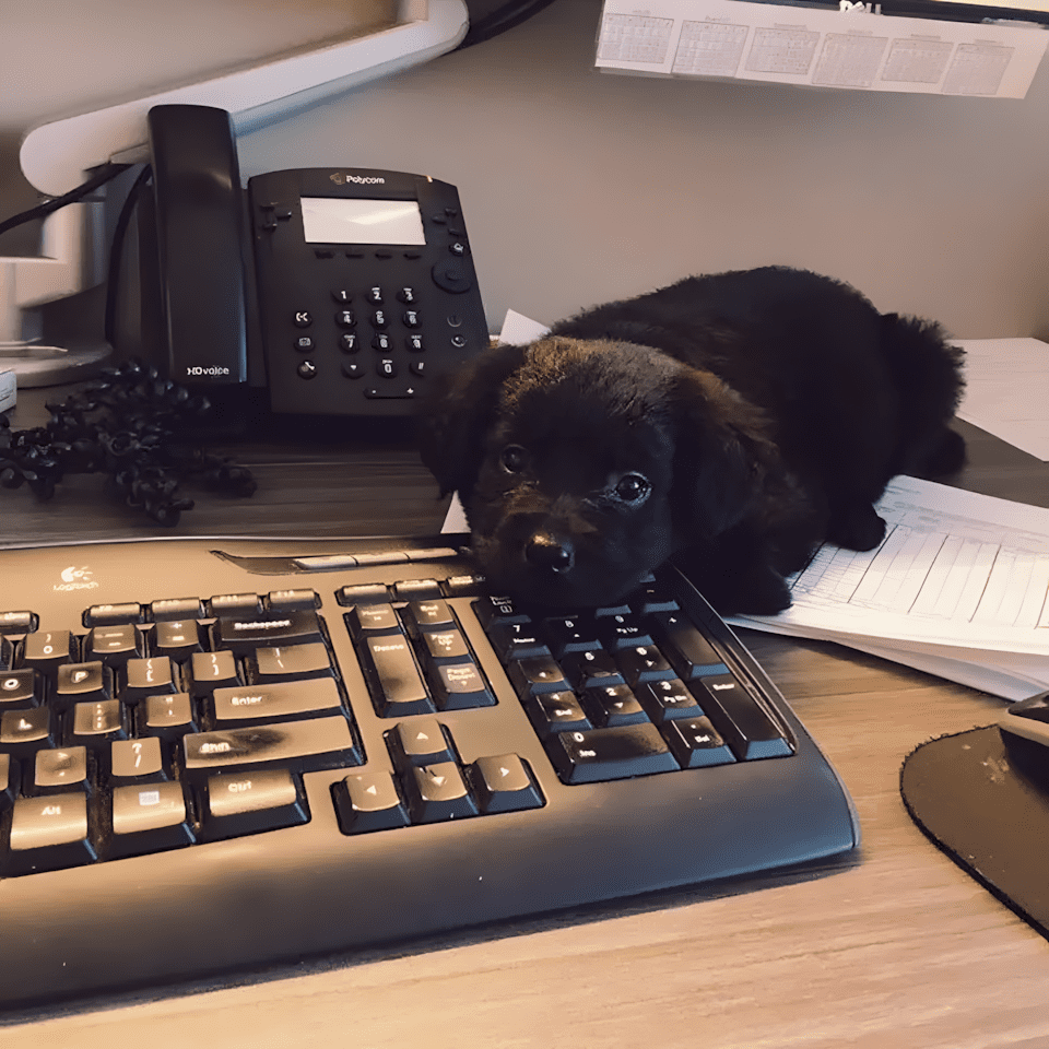 ezek az allatok bearanyozzak a napod10.jpg