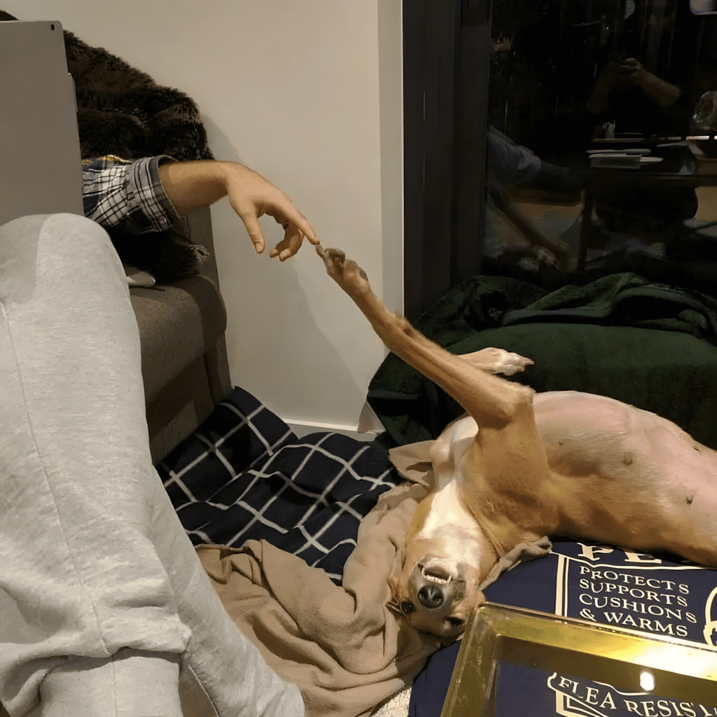 ezek az allatok bearanyozzak a napod11.jpg