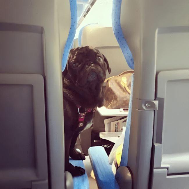 ezek az allatok bearanyozzak a napod13.jpg