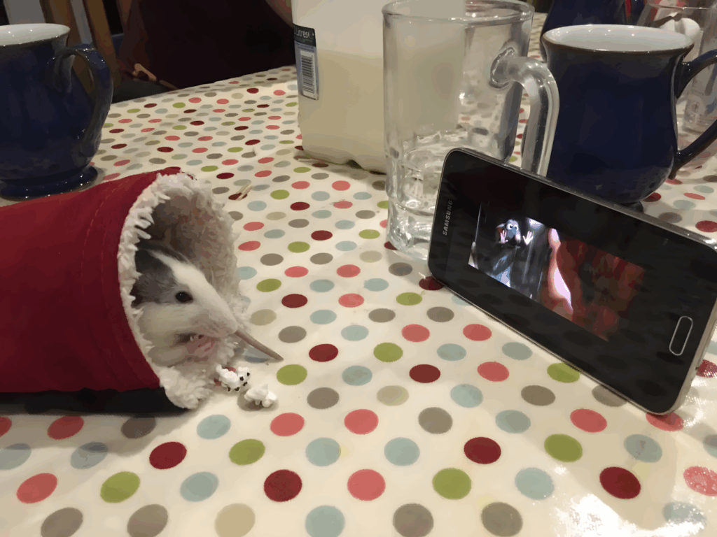 ezek az allatok bearanyozzak a napod18.jpeg