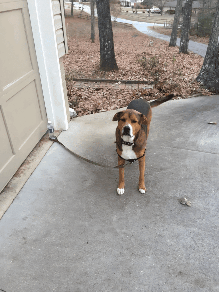 ezek az allatok bearanyozzak a napod19.jpg