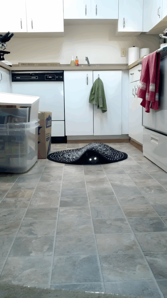 ezek az allatok bearanyozzak a napod20.jpg