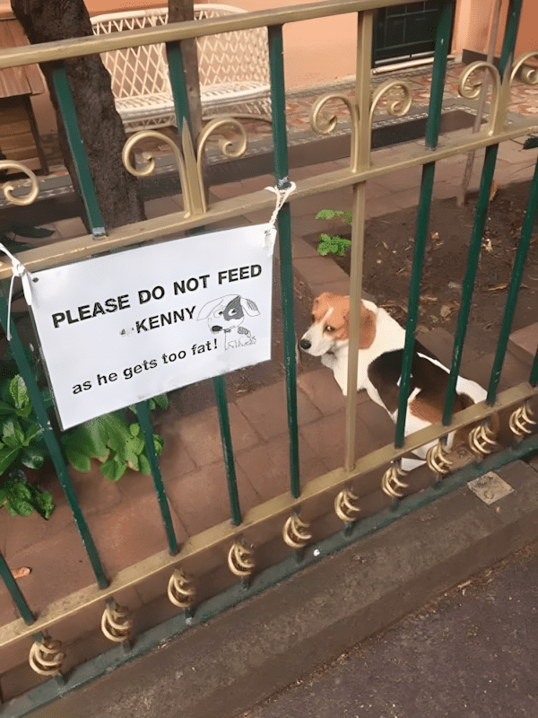 ezek az allatok bearanyozzak a napod4.png