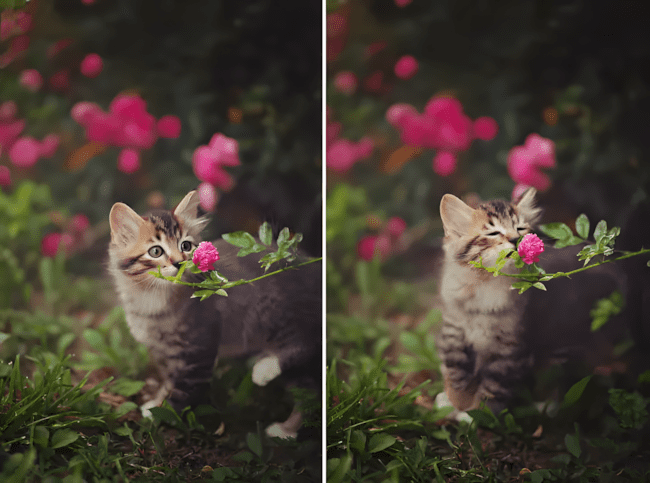 Rosszkedv ellen nem kell gyógyszer – csak nézd meg ezeket a fotókat! 1512 felvidito allatok11.jpg