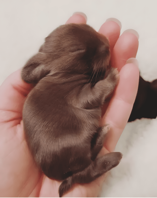 Rosszkedv ellen nem kell gyógyszer – csak nézd meg ezeket a fotókat! 1507 felvidito allatok5.jpg