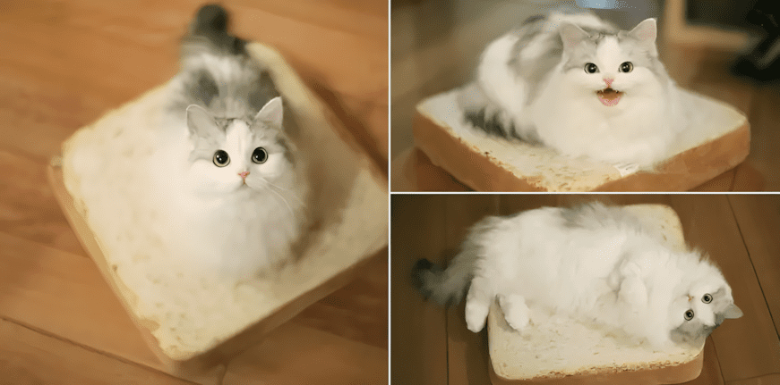 Rosszkedv ellen nem kell gyógyszer – csak nézd meg ezeket a fotókat! 1508 felvidito allatok6.jpg