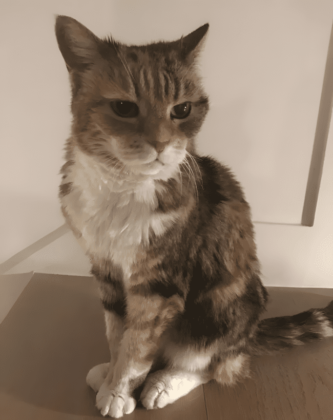 Rosszkedv ellen nem kell gyógyszer – csak nézd meg ezeket a fotókat! 1511 felvidito allatok9.jpg