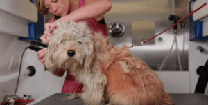 hajlektalanbol-szeretnivalo-kutyus-charlie-tortenete-5aec27bd