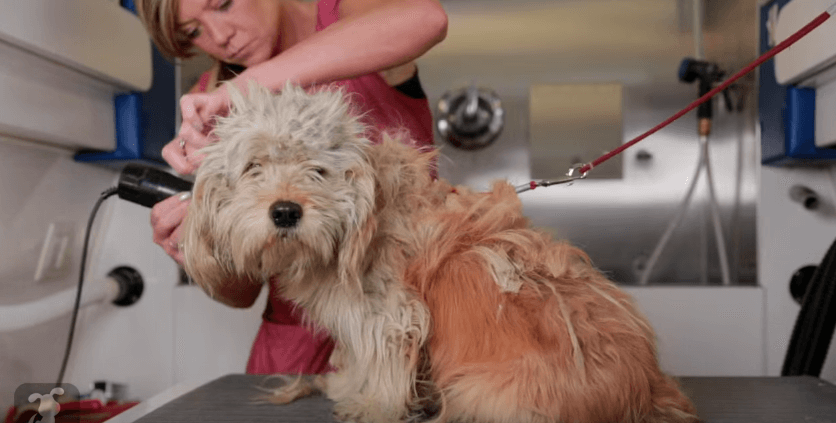 hajlektalanbol-szeretnivalo-kutyus-charlie-tortenete-5aec27bd