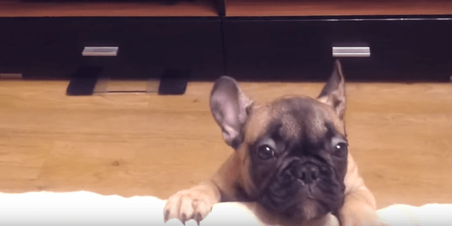 kicsi-francia-bulldog-kuzdelme-a-kanapeert-b7b488ce