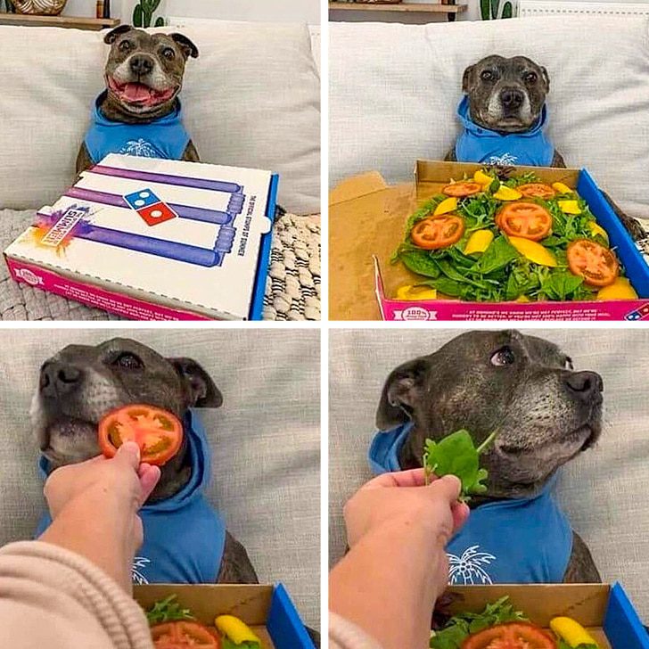 kisallatok-akik-minden-rossz-napot-bearanyoznak-0946a581