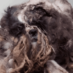 Szívszorító mentés: így vált a piszkos, összeragadt csomóból boldog kutyus 🐾