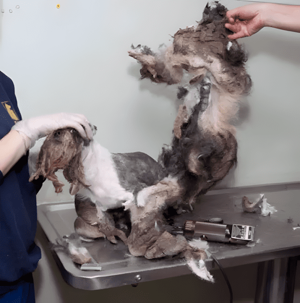 kutyat szemetnek hittek3.jpg