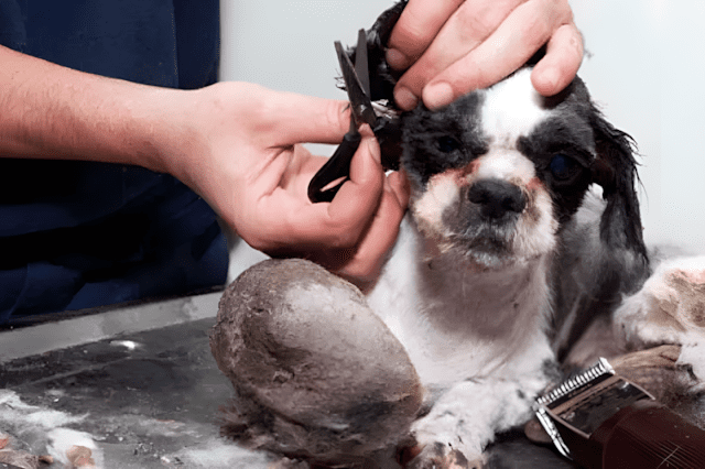 kutyat szemetnek hittek6.jpg