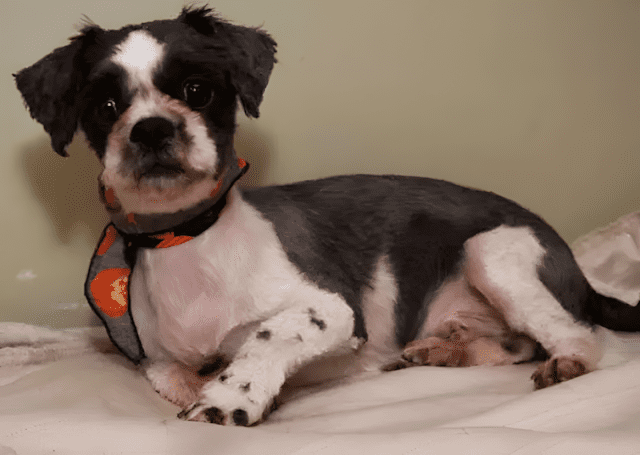 kutyat szemetnek hittek8.jpg