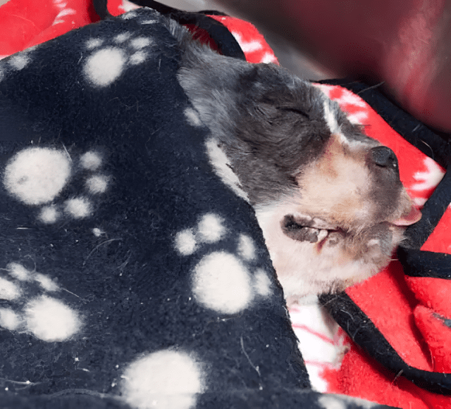 kutyat szemetnek hittek9.jpg