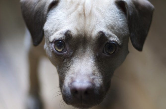 latjak-e-az-allatok-a-halalt-a-kutatasok-uj-fenye-85b33d45