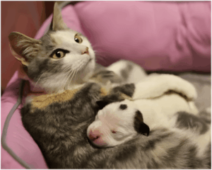 macska-fogadta-be-az-arva-kutyat1.jpg-1