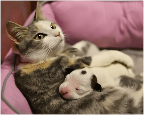 macska-fogadta-be-az-arva-kutyat1.jpg-1