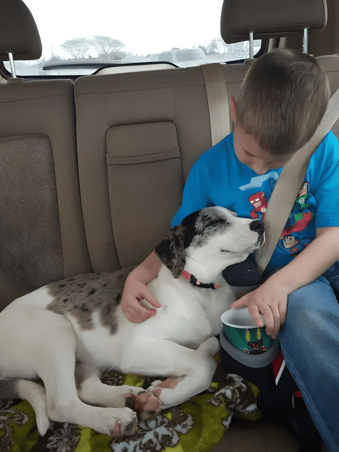 Könnyekig hatoló pillanatok: így találkoztak először a megmentett kutyák új gazdáikkal 💕 1160 meghato elso talalkozasok1.jpg