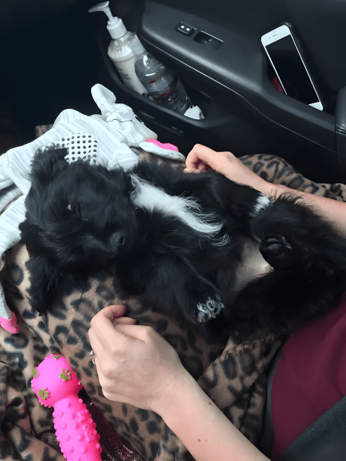 Könnyekig hatoló pillanatok: így találkoztak először a megmentett kutyák új gazdáikkal 💕 1170 meghato elso talalkozasok11.jpg