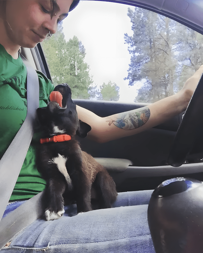 Könnyekig hatoló pillanatok: így találkoztak először a megmentett kutyák új gazdáikkal 💕 1161 meghato elso talalkozasok2.jpg