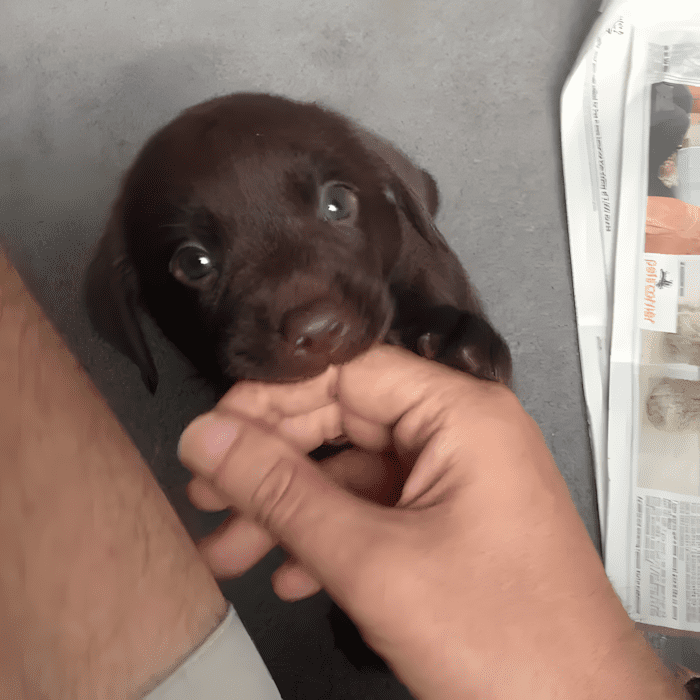 Könnyekig hatoló pillanatok: így találkoztak először a megmentett kutyák új gazdáikkal 💕 1164 meghato elso talalkozasok5.jpg