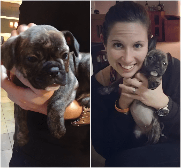 Könnyekig hatoló pillanatok: így találkoztak először a megmentett kutyák új gazdáikkal 💕 1166 meghato elso talalkozasok7.jpg