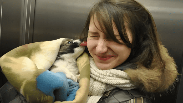 Könnyekig hatoló pillanatok: így találkoztak először a megmentett kutyák új gazdáikkal 💕 1168 meghato elso talalkozasok9.jpg