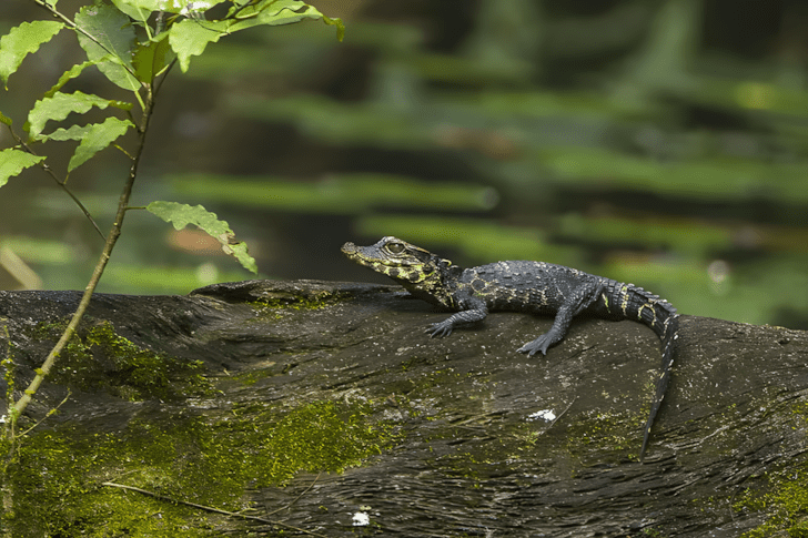 nagyra nott allatok13.jpg