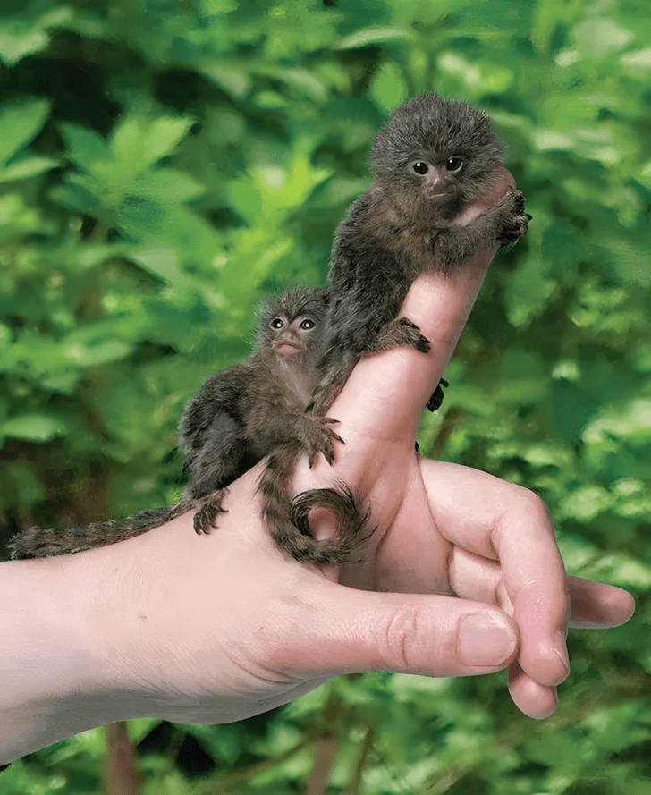 nagyra nott allatok14.jpg