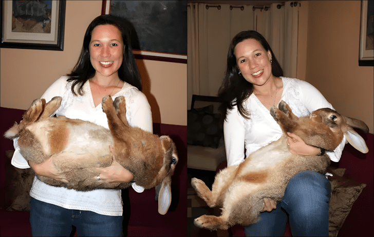 nagyra nott allatok15.jpg